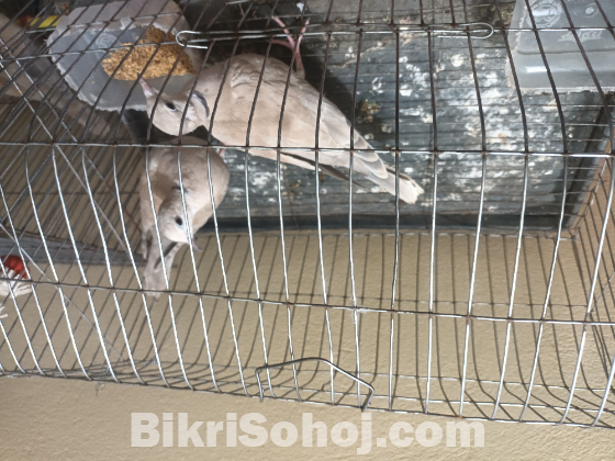 অস্ট্রেলিয়ান ঘুঘু পাখি